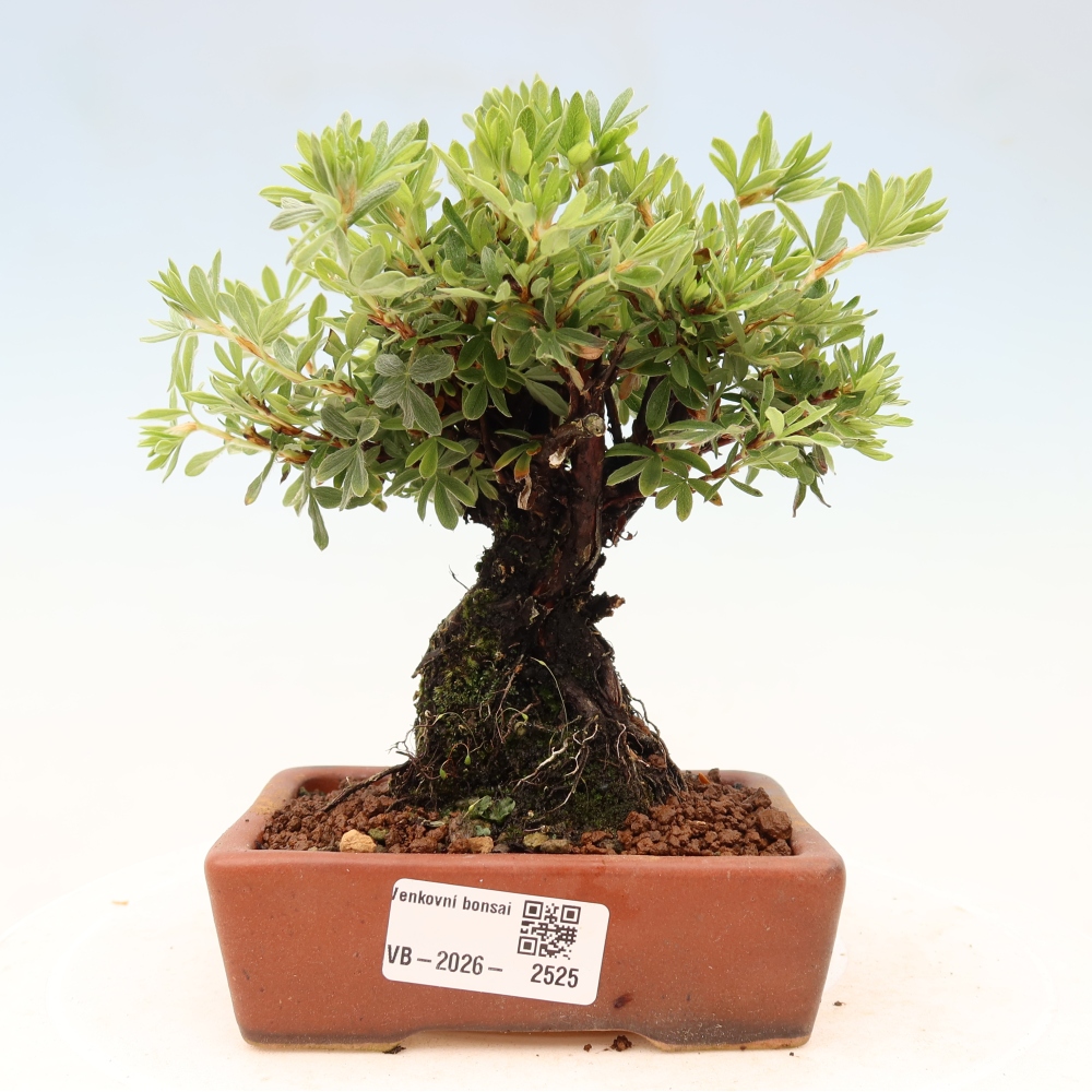 Bonsai für draußen - Potentila fruticosa