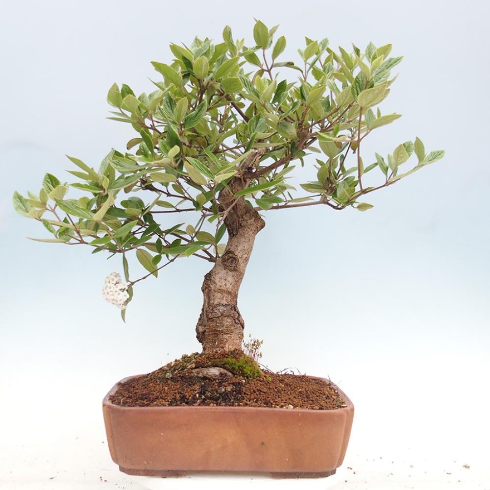 Outdoor-Bonsai-Kalina Bodnanská - Viburum carlesii