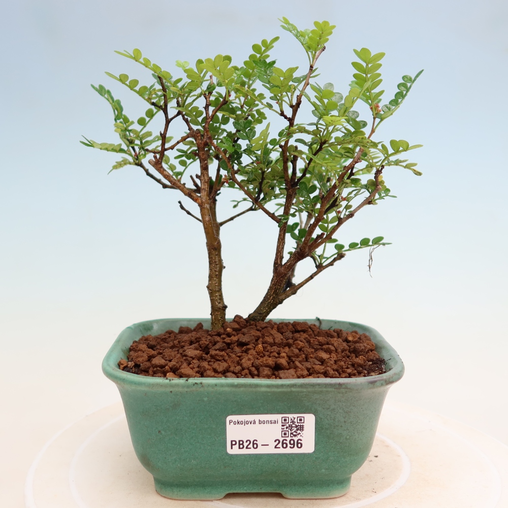 Zimmer Bonsai - Zantoxylum piperitum - Pfefferbaum