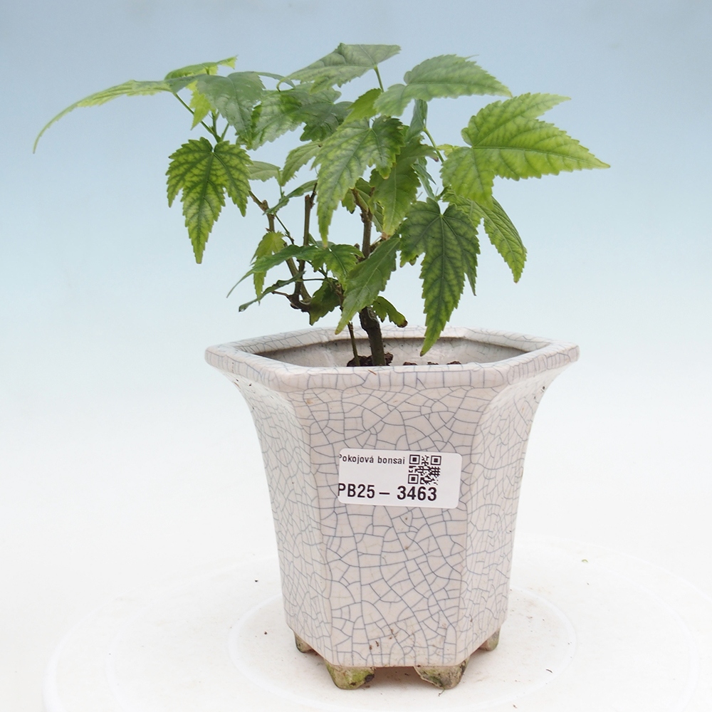 Zimmer Bonsai - Abutilon Rote Trompete - Zimmer Kalk