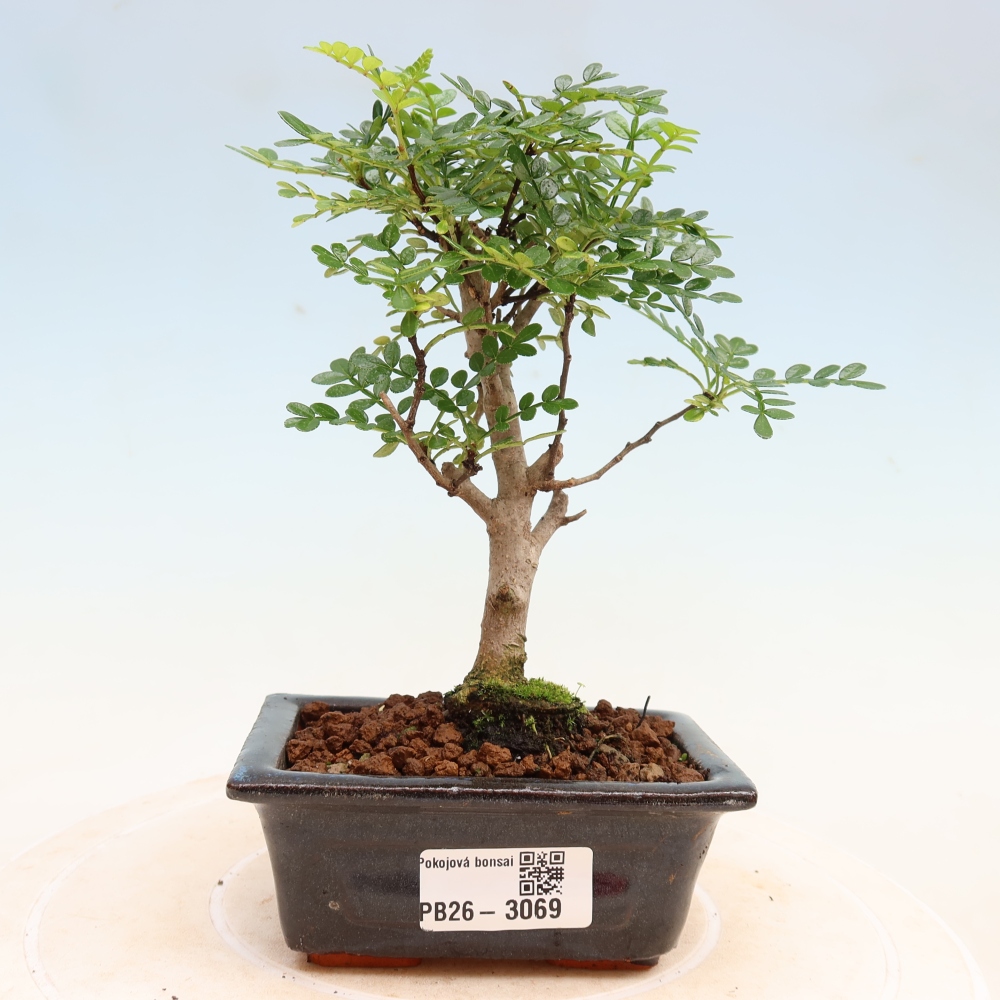 Zimmer Bonsai - Zantoxylum piperitum - Pfefferbaum