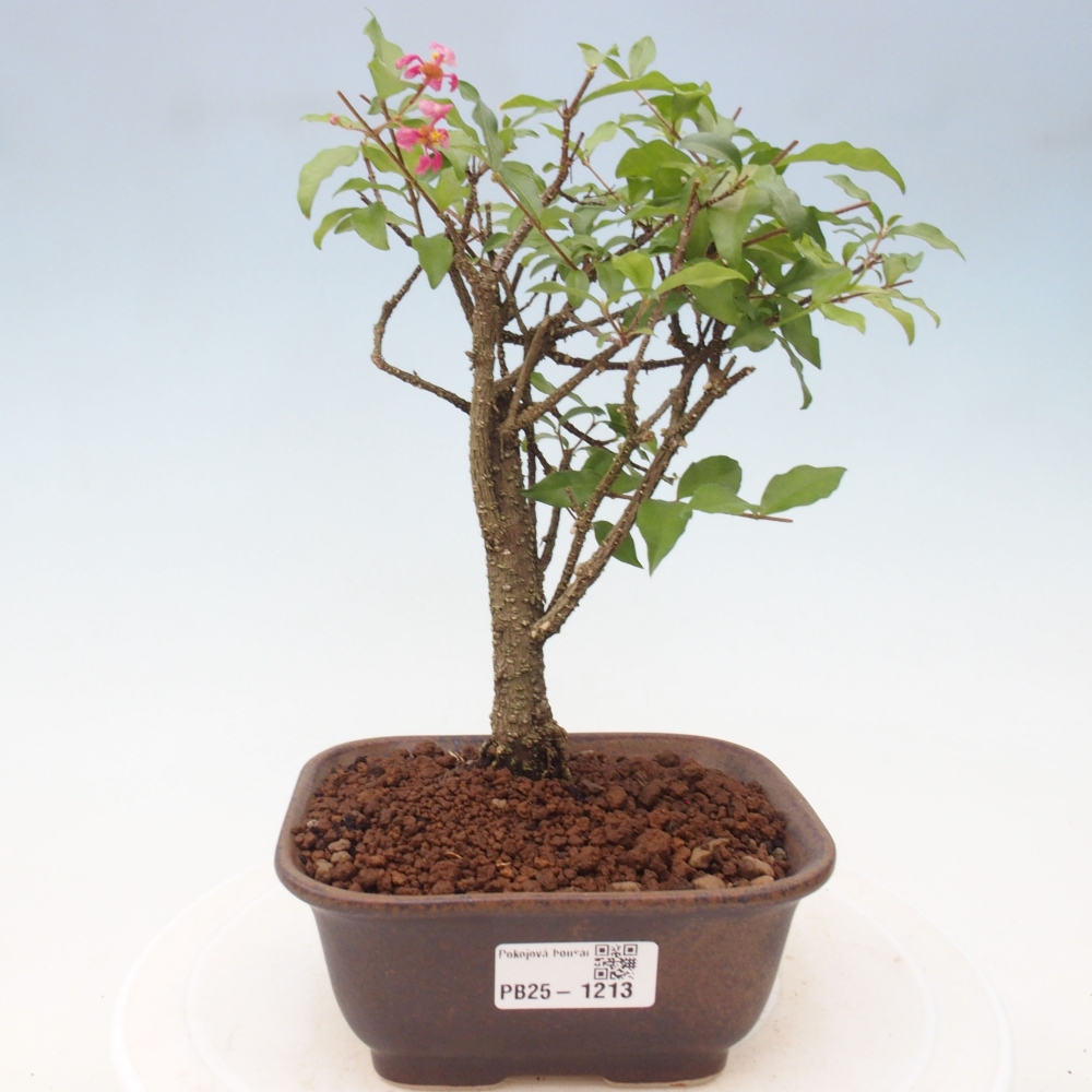 Zimmerbonsai - Malpighia coccigera - Barbdor-Kirsche