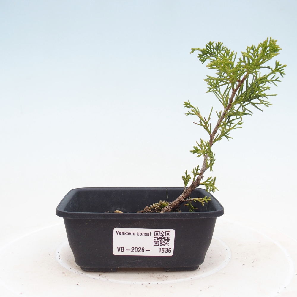 Bonsai für draußen - Juniperus chinensis Itoigawa