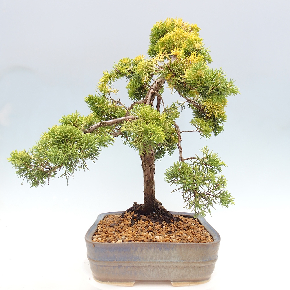 Bonsai im Freien - Juniperus chinensis plumosa aurea - Chinesischer Goldwacholder