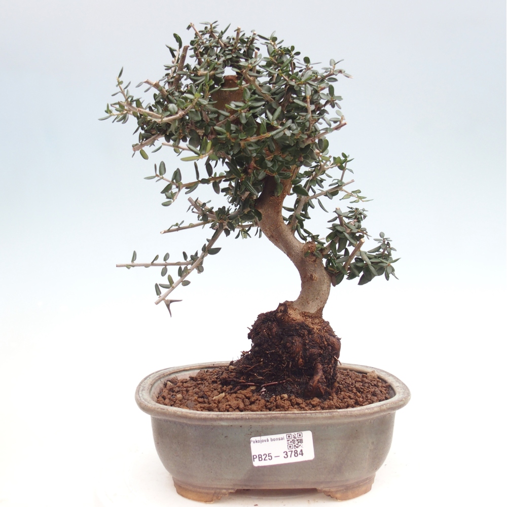 Zimmerbonsai - Olea europaea sylvestris