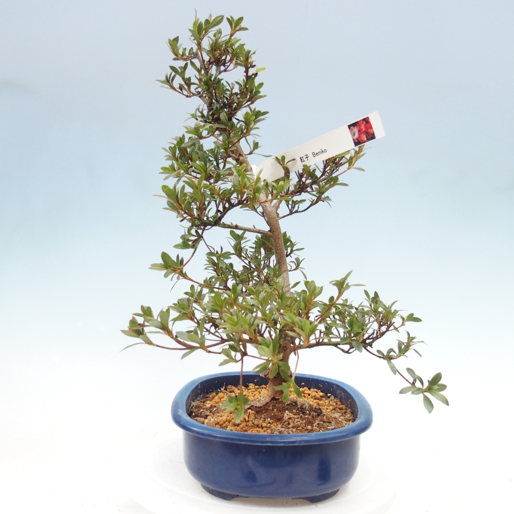 Bonsai für draußen - Japanische Azalee - Azalee Beniko