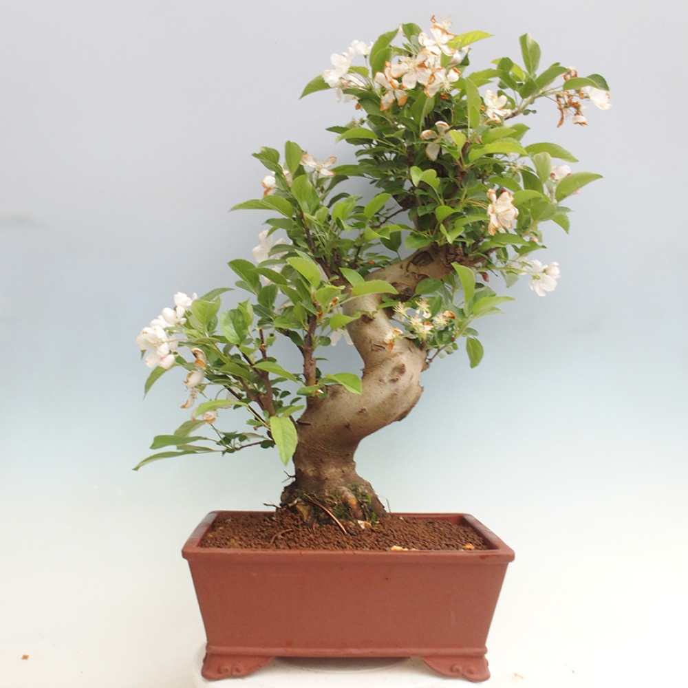 Bonsai im Freien - Malus halliana - Kleinfruchtiger Apfelbaum