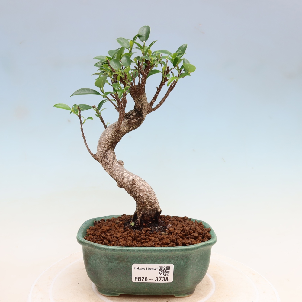 Zimmerbonsai - Ficus kimmen - Kleinblättriger Ficus