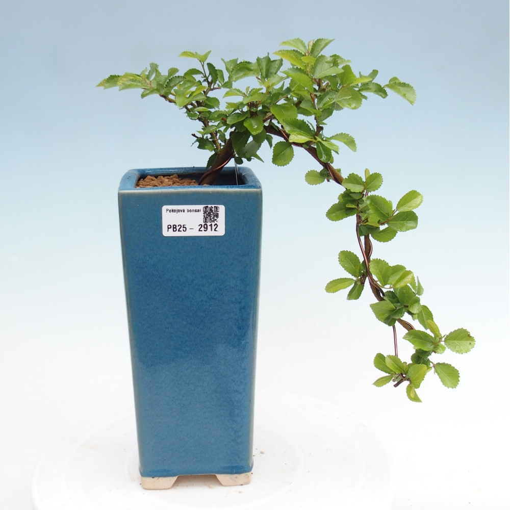 Zimmerbonsai - Grewia occidentalis - Lavendelstern