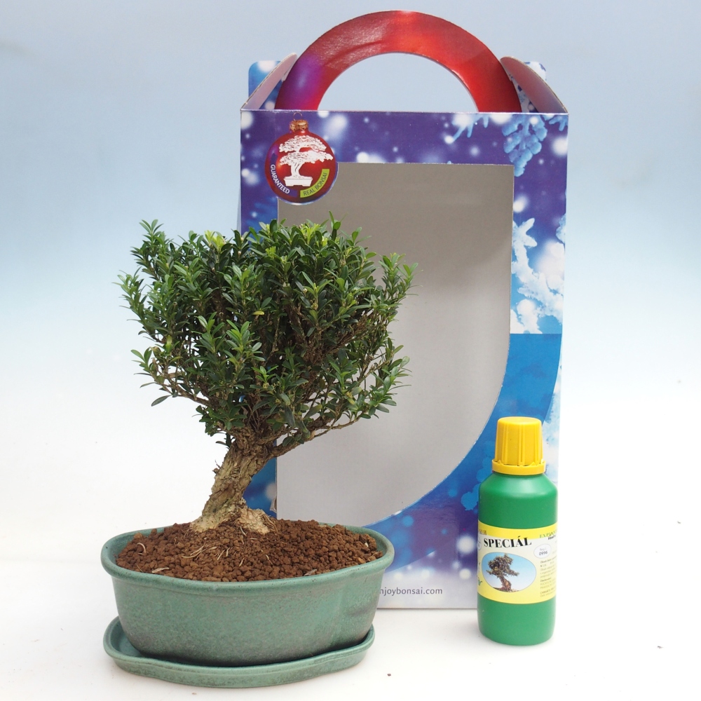Zimmerbonsai im Geschenkkarton Buxus harlandii - Korkbuxus