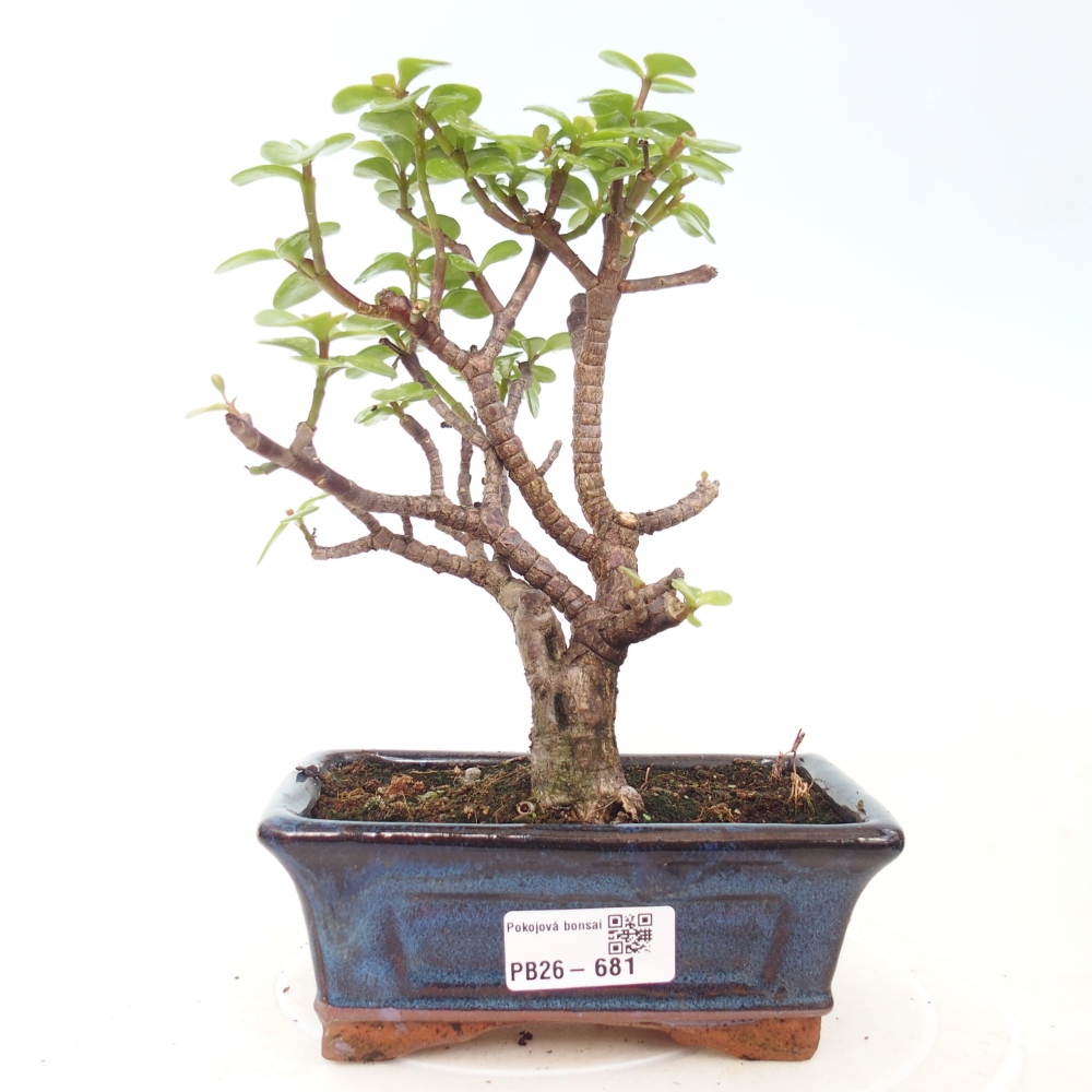 Zimmer Bonsai - Portulakaria Afra - Tlustice