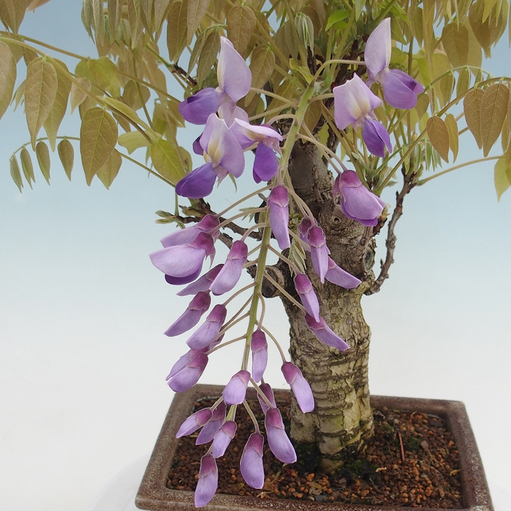 Bonsai im Freien - Wisteria floribunda - Wisteria floribunda