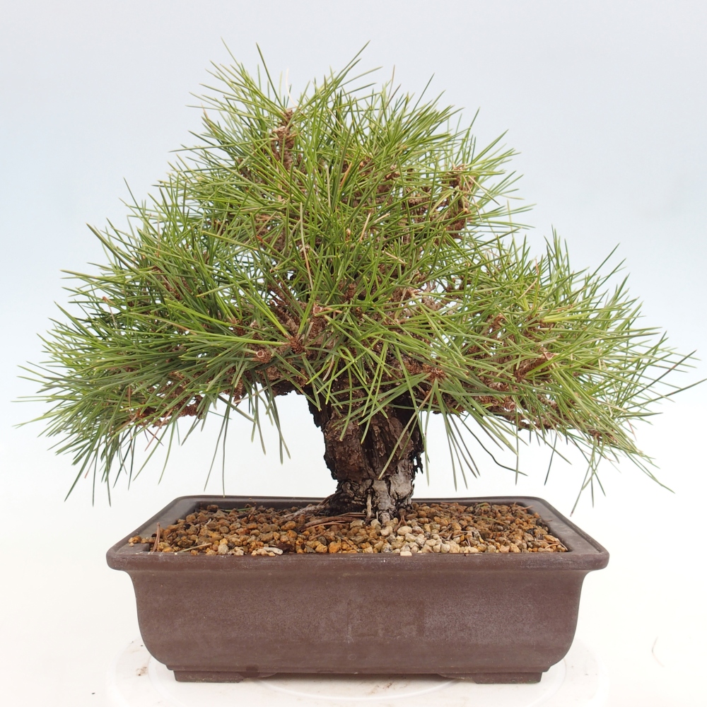Bonsai für draußen - Pinus thunbergii - Thunberg-Kiefer