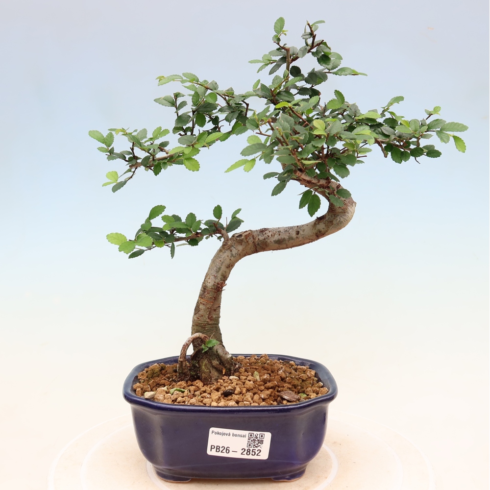 Zimmerbonsai - Ulmus parvifolia - Kleinblättrige Ulme