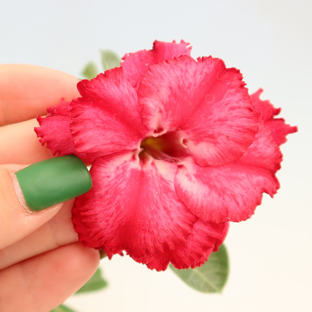 Zimmerbonsai – Adenium obesum, veredelt, V.F.S.326 – Wüstenrose