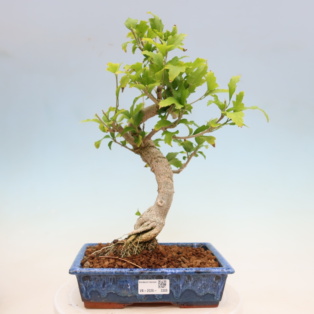 Bonsai für den Außenbereich – Hibiscus syriacus – Syrischer Hibiskus