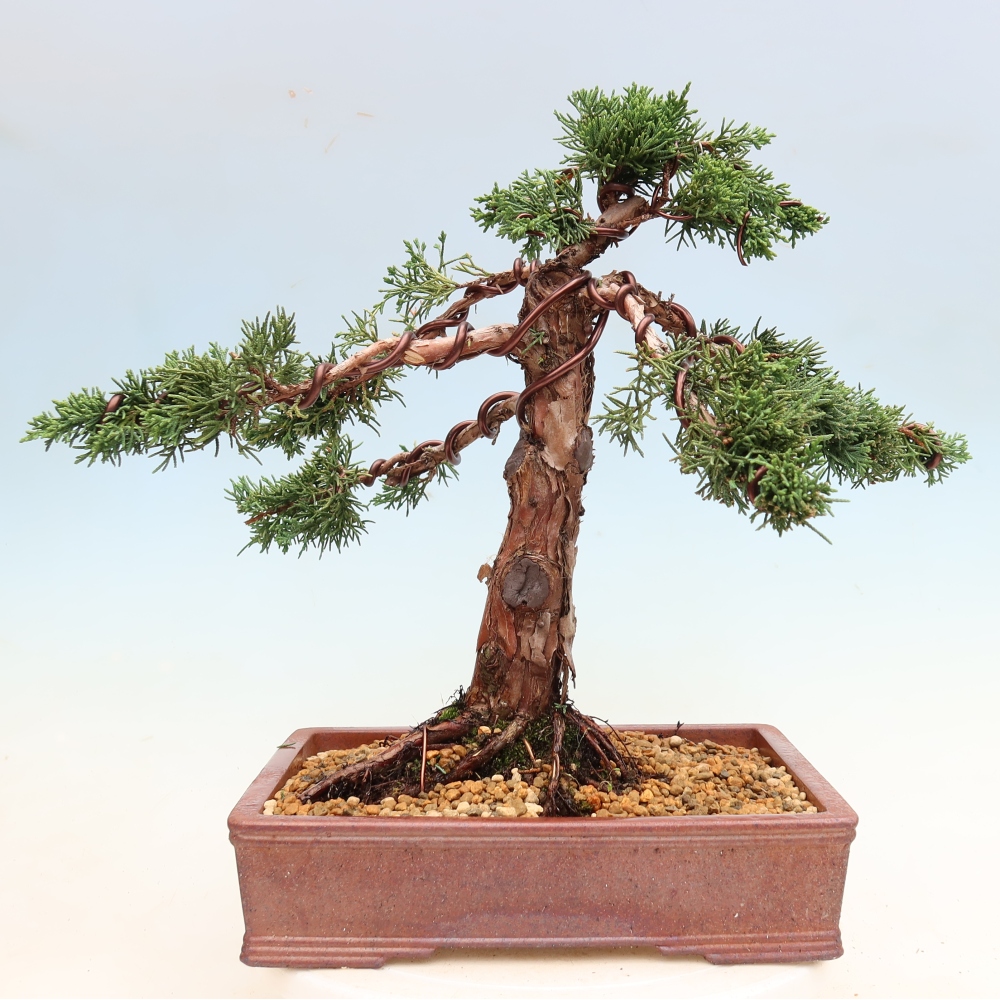 Bonsai für draußen - Juniperus chinensis Kishu