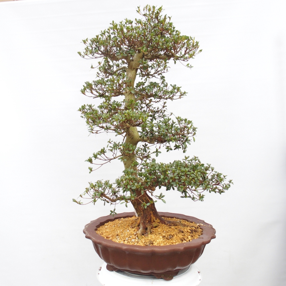 Bonsai für draußen - Japanische Azalee - Azalea Shikou
