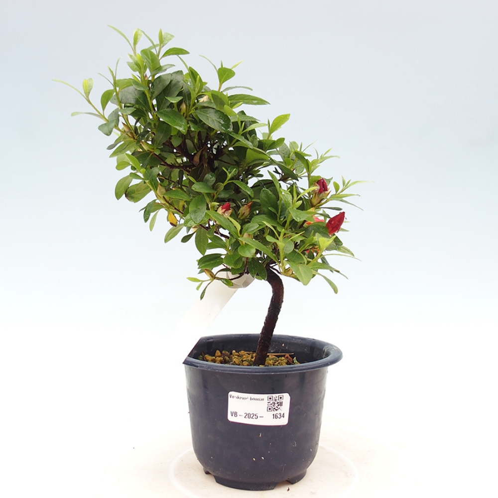 Bonsai im Freien - Japanische Azalee - Azalea Benibeni