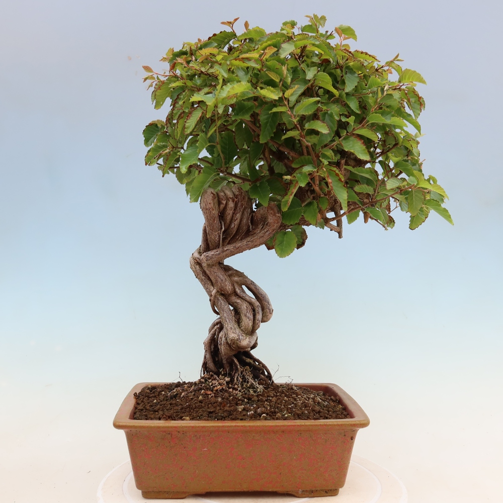 Bonsai für draußen - Karpinus Coreana - Koreanische Hainbuche