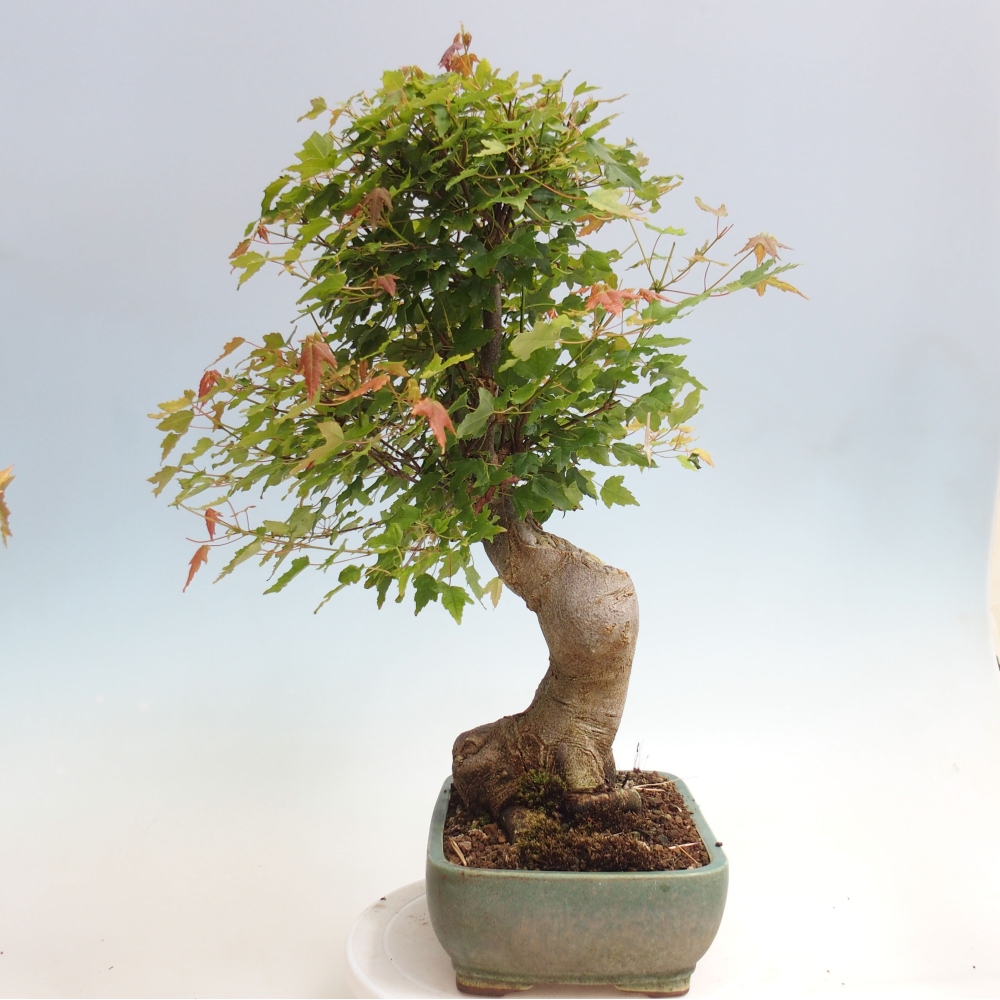 Bonsai im Freien - Ahorn Buergerianum - Burger Maple