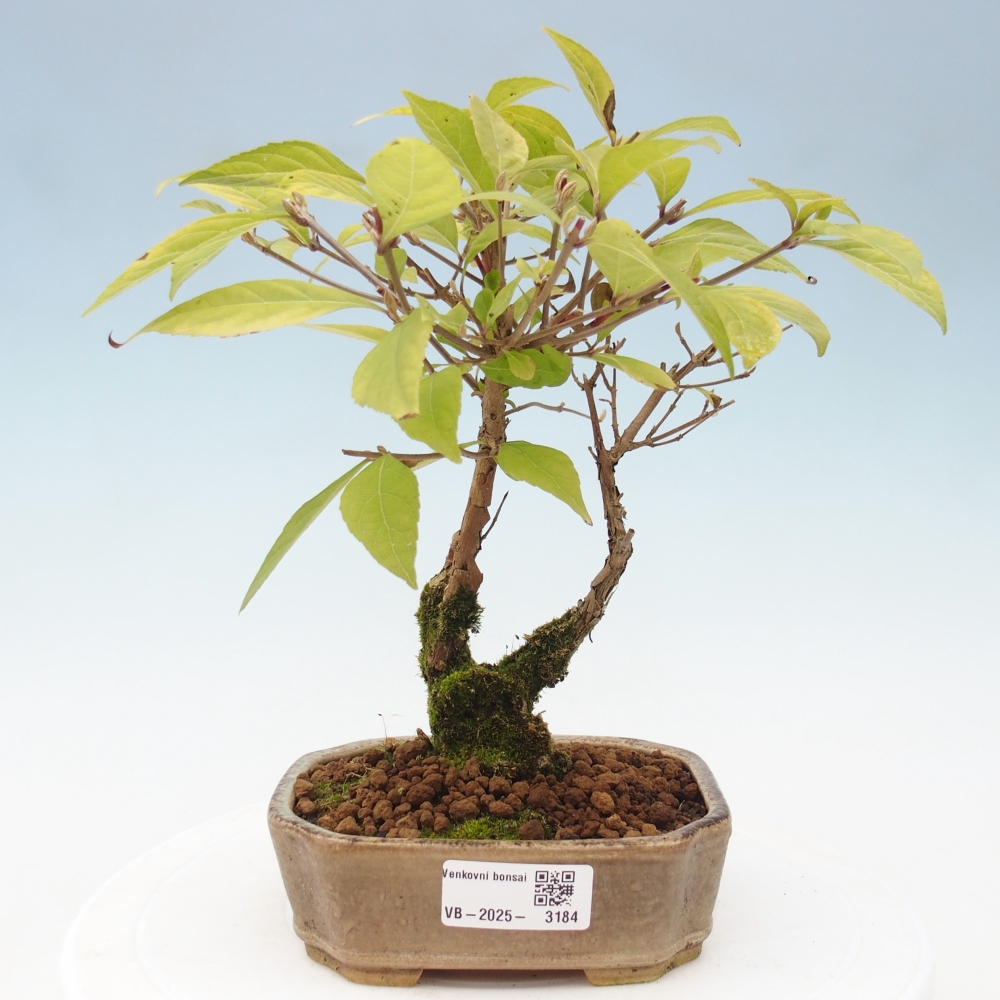 Bonsai im Freien - wunderschöne Pflanze - Callicarpa japonica