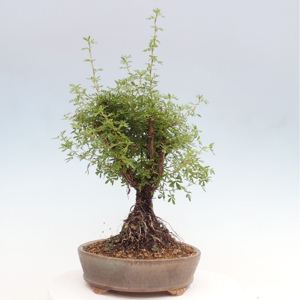 Outdoor-Bonsai-Fingerkraut - Potentila fruticosa gelber Vogel