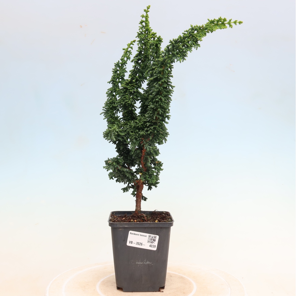 Bonsai für draußen - Cham. obtusa SEKKA HINOKI - Zypresse