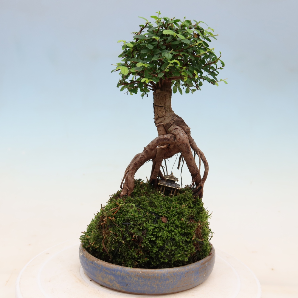 Kokedama mit Untersetzer – Ulmus parvifolia – Kleinblättrige Ulme