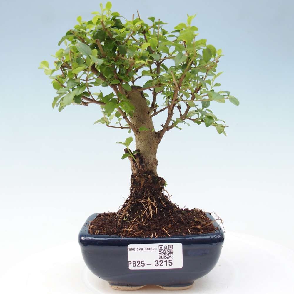 Zimmer Bonsai -Ligustrum chinensis - Vogelschnabel