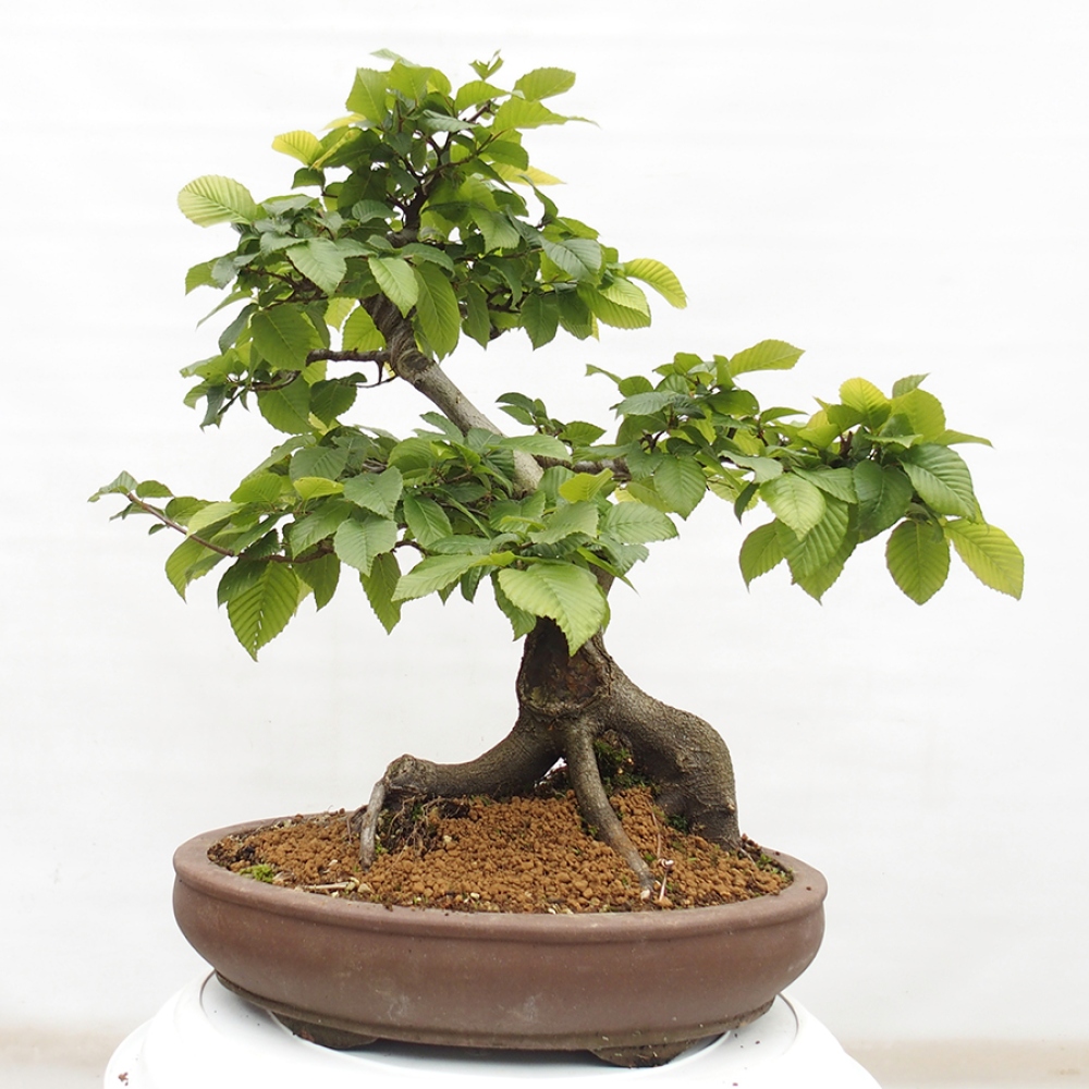Bonsai im Freien - Hainbuche - Carpinus betulus