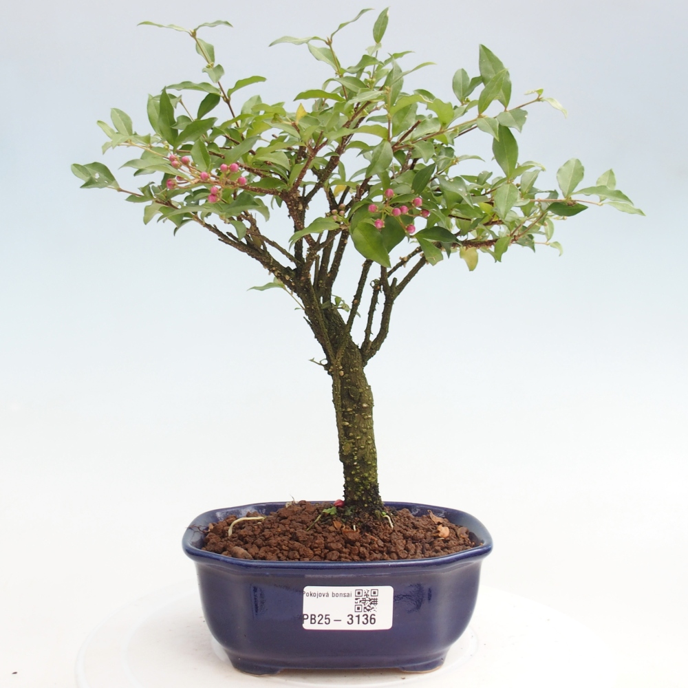 Zimmerbonsai - Malpighia coccigera - Barbdor-Kirsche