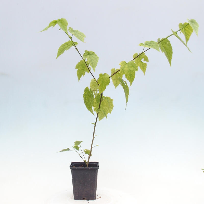 Abutilon Big Bell – Flussglockenblume in einem Behälter