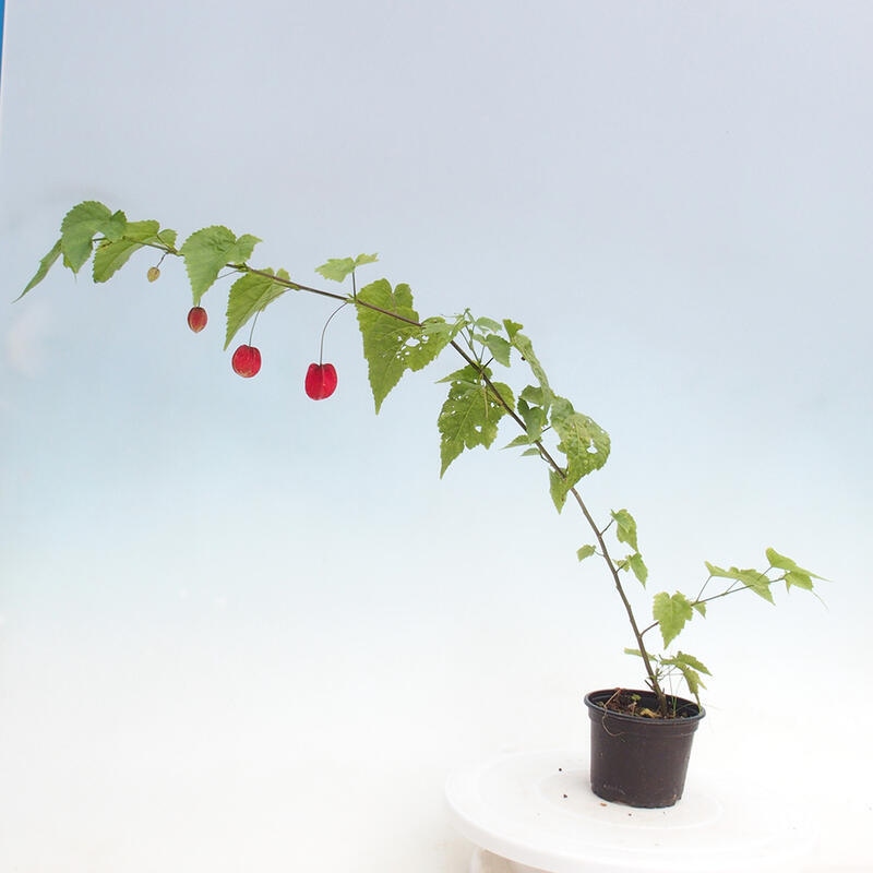 Abutilon Big Bell – Flussglockenblume in einem Behälter