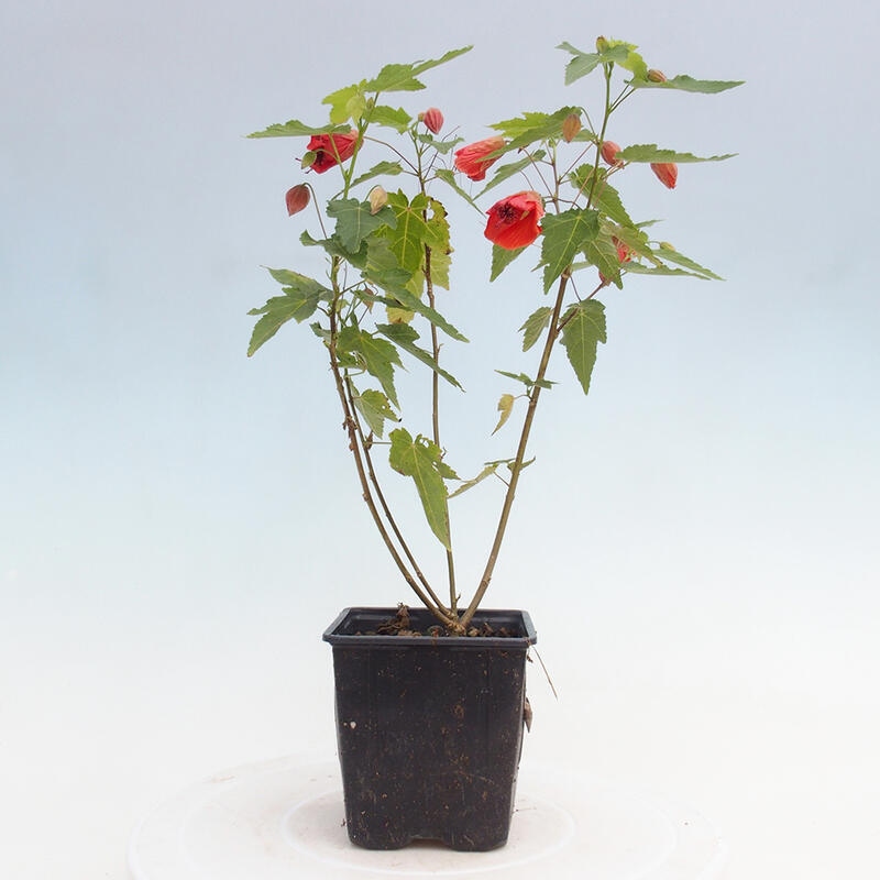 Abutllan Red Trumpet – Raumkleber im Behälter