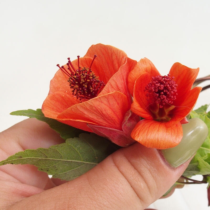Abutllan Red Trumpet – Raumkleber im Behälter