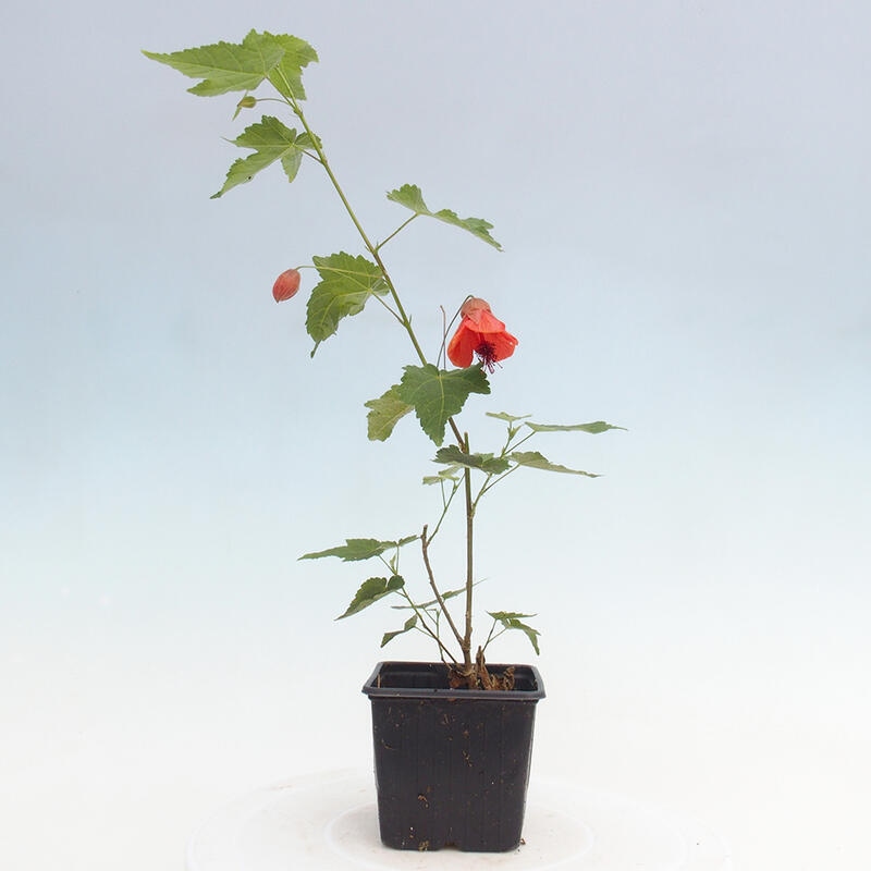 Abutllan Red Trumpet – Raumkleber im Behälter