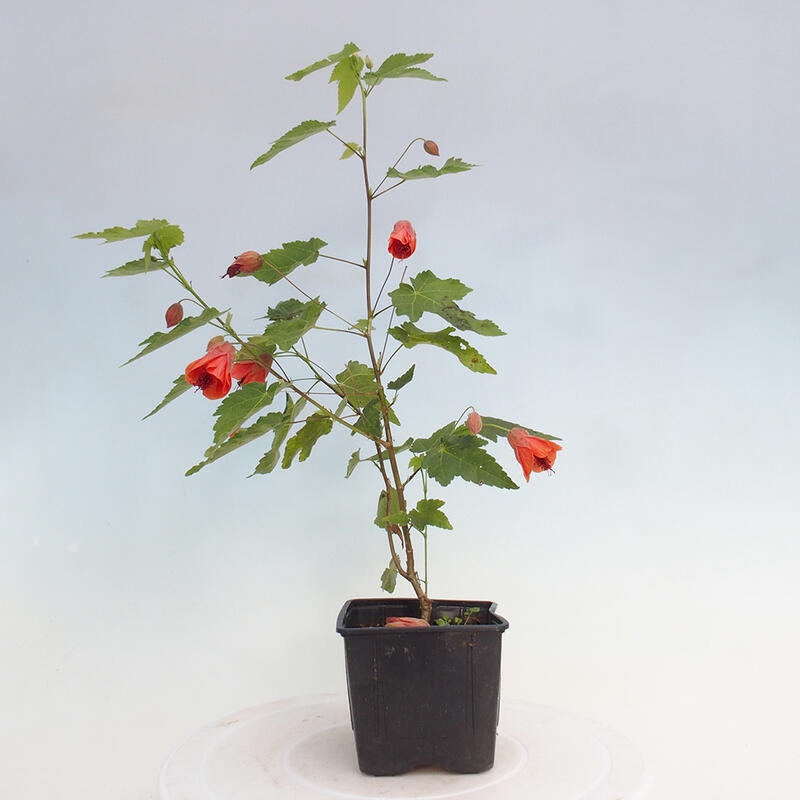 Abutllan Red Trumpet – Raumkleber im Behälter