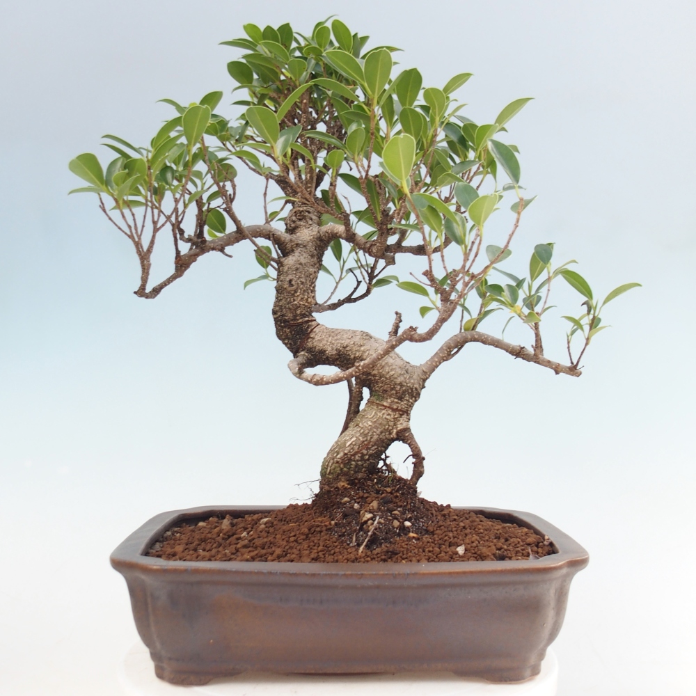 Zimmerbonsai - Ficus kimmen - Kleinblättriger Ficus