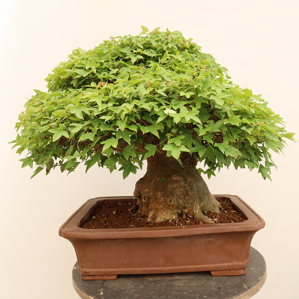 Bonsai für draußen - Ahorn Burger - Acer Burgerianum