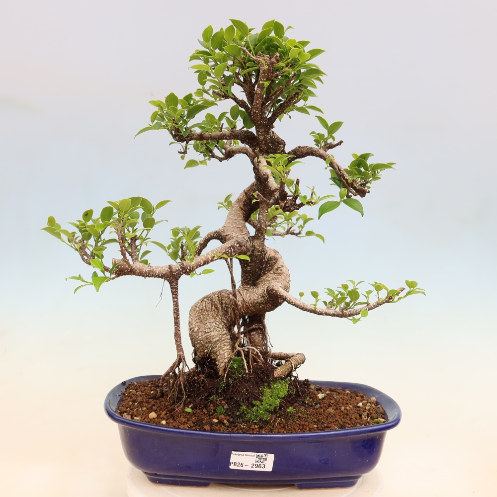 Zimmerbonsai - Ficus kimmen - Kleinblättriger Ficus