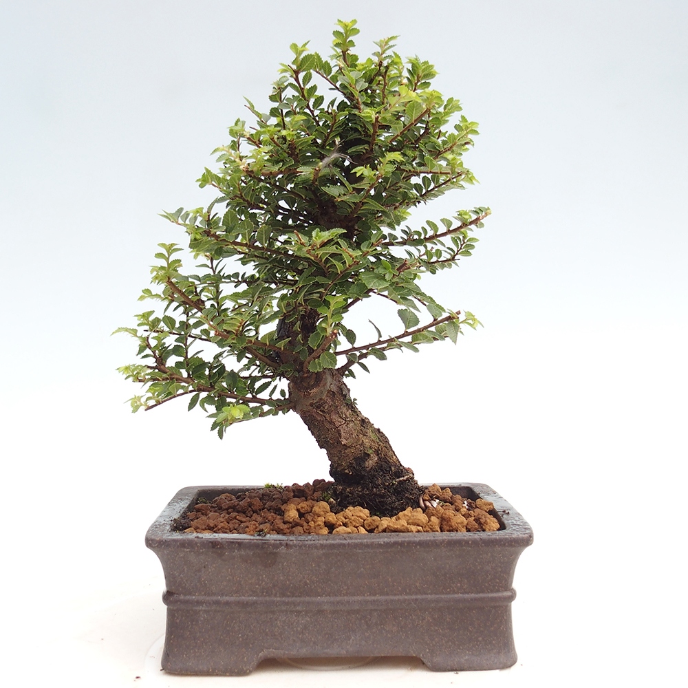Bonsai im Freien - Ulmus parvifolia Hokkaido - Chinesische Ulme