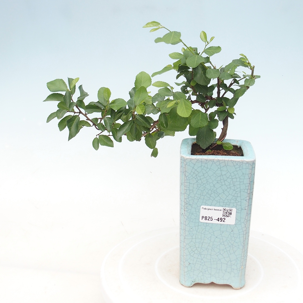 Zimmerbonsai - Grewia occidentalis - Lavendelstern