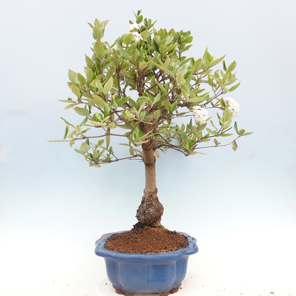 Outdoor-Bonsai-Kalina Bodnanská - Viburum carlesii