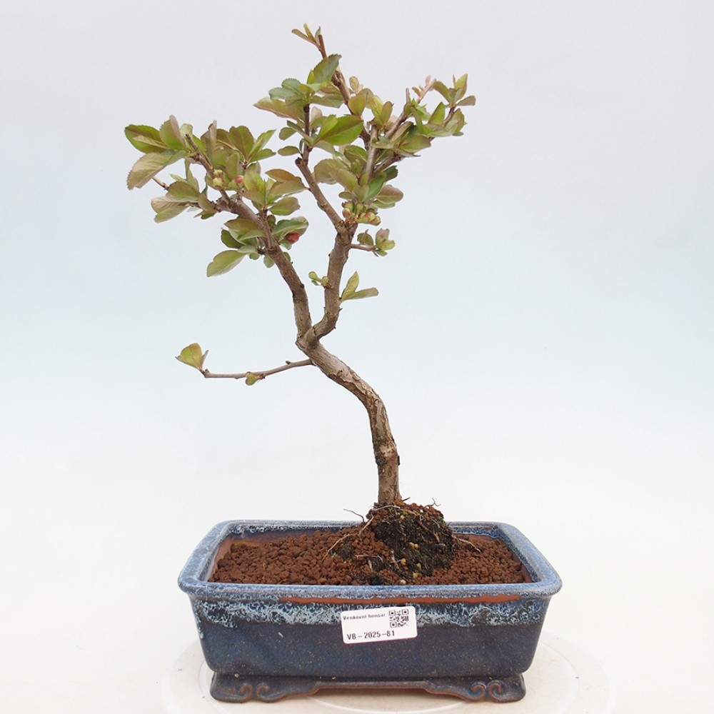 Außen Bonsai - Chaenomeles mit Red Trail -. Quitte
