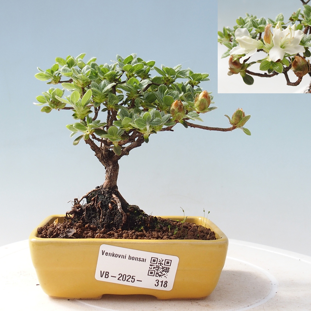 Outdoor-Bonsai - Rododendron indicum - Japanische Azalee