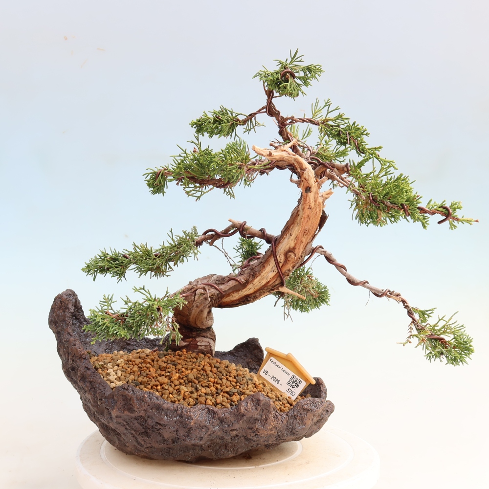 Bonsai für draußen - Juniperus chinensis Itoigawa-Juniperus chinensis