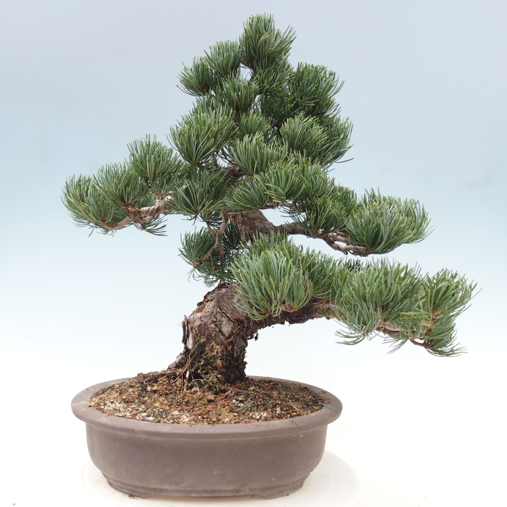 Bonsai im Freien - Pinus parviflora - kleine Kiefer