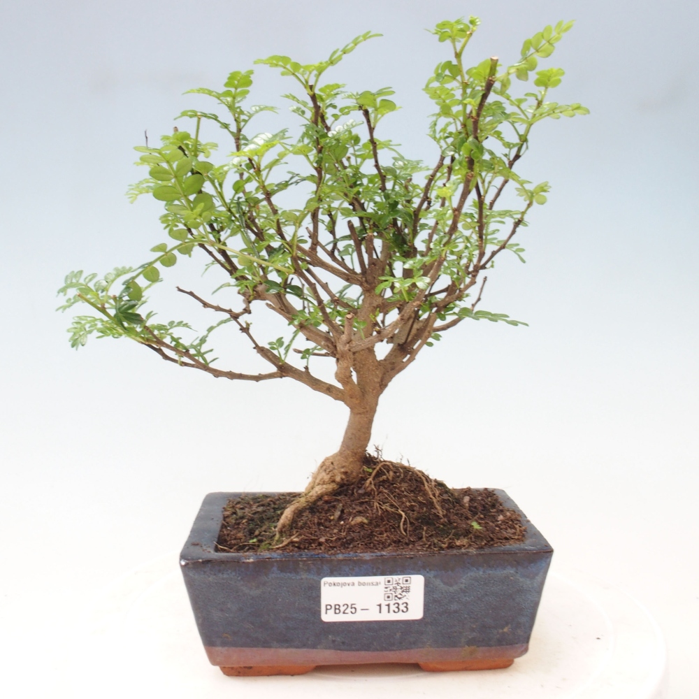 Indoor-Bonsai - Zantoxylum piperitum - Pfefferminze