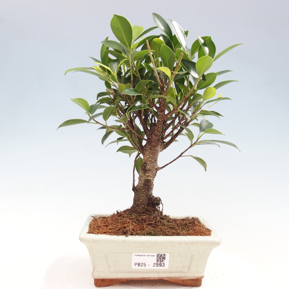 Zimmerbonsai - Ficus retusa - kleinblättriger Ficus